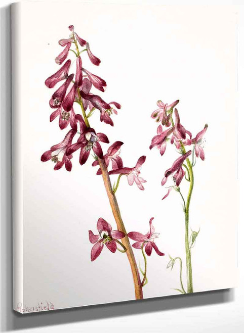 Red Larkspur (Delphinium Nudicale) By Mary Vaux Walcott