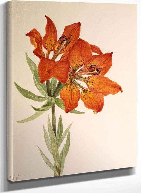 Red Lily (Lilium Montanum) By Mary Vaux Walcott