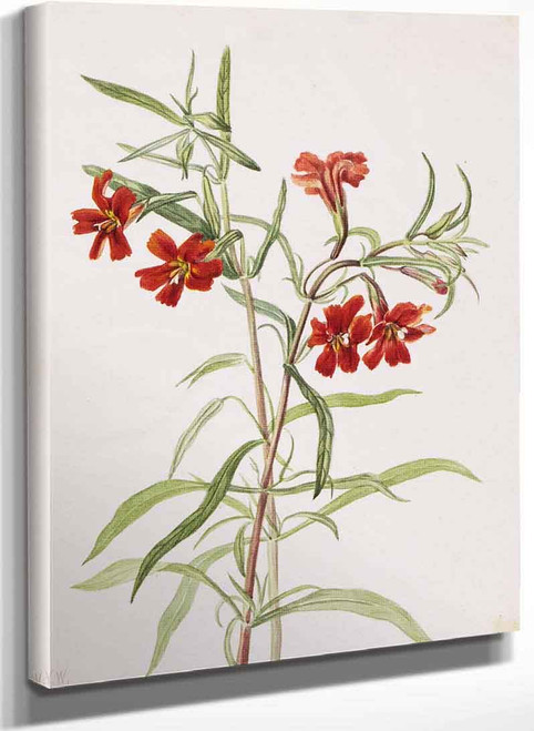 Red Monkeyflower (Diplaucus Puniceus) By Mary Vaux Walcott