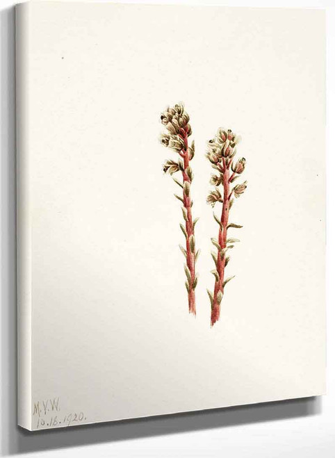 Red Pinesap (Hypopitys Lanuginosa) By Mary Vaux Walcott