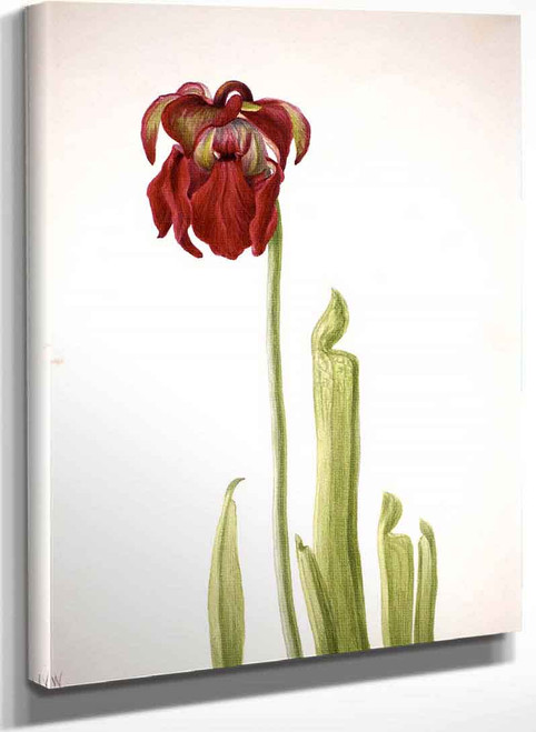 Red Pitcherplant (Sarracenia Jonesii) By Mary Vaux Walcott