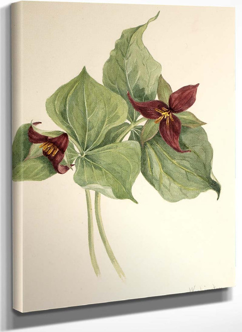 Red Trillium (Trillium Erectum) By Mary Vaux Walcott