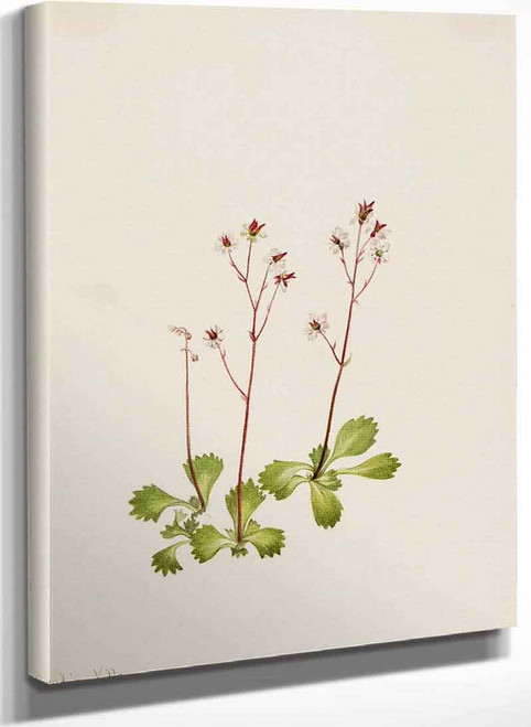 Redstem Saxifrage (Saxifraga Lyallii) By Mary Vaux Walcott