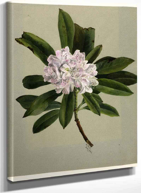 Rhododendron (Rhododendron Maximum) By Mary Vaux Walcott