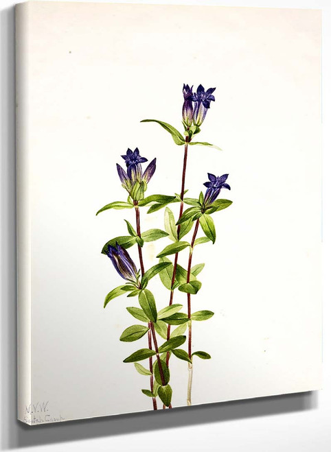 Riverbank Gentian (Gentiana Affinis) By Mary Vaux Walcott