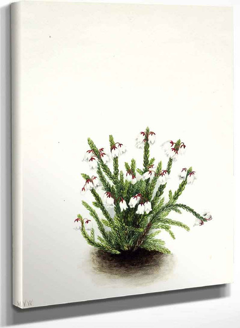 Rocky Mountain Cassiope (Cassiope Mertensiana) By Mary Vaux Walcott