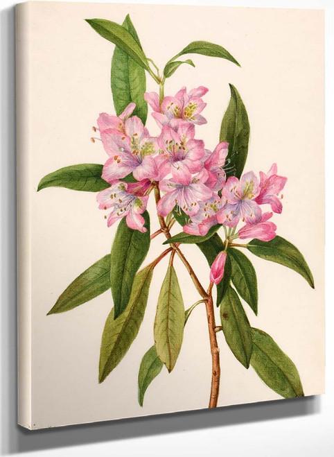 Rose Bay Rhododendron (Rhododendron Carolinianum) By Mary Vaux Walcott