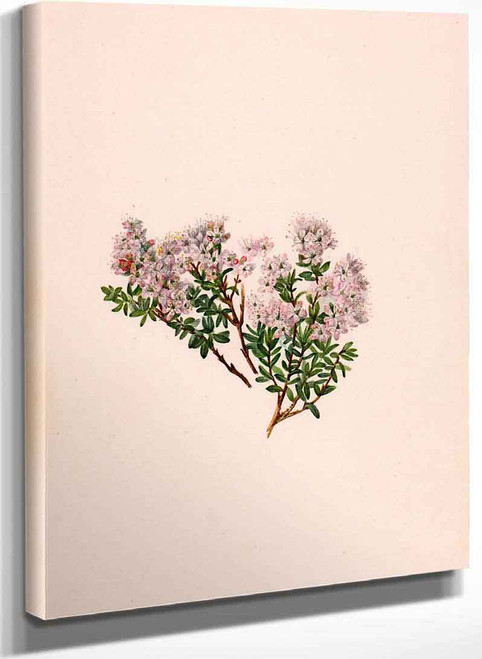 Sand Myrtle (Leiophyllum Lyoni) By Mary Vaux Walcott