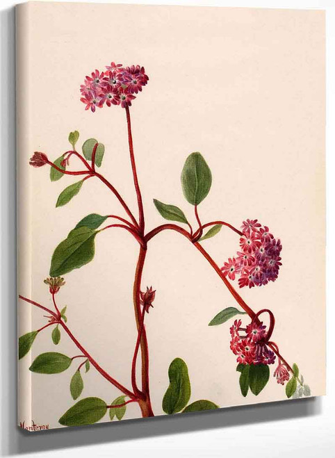 Sand Verbena (Abronia Umbellata) By Mary Vaux Walcott