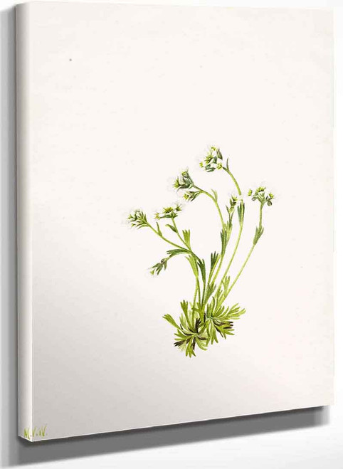 Saxifrage (Saxifraga Caespitosa) By Mary Vaux Walcott