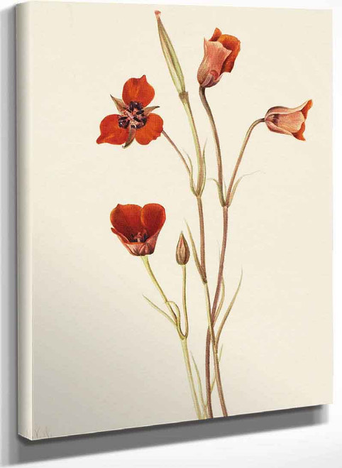 Scarlet Mariposa (Calochortus Kennedyi) By Mary Vaux Walcott