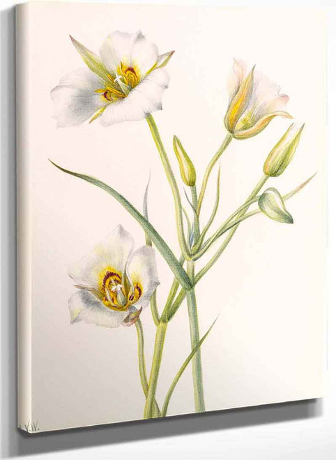 Sego Lily (Calochortus Nuttallii) By Mary Vaux Walcott