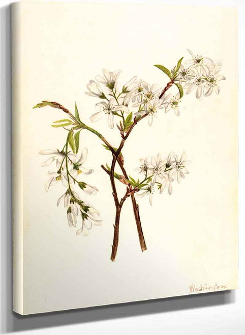 Shadbush (Amelianchier Oblongifolia) By Mary Vaux Walcott