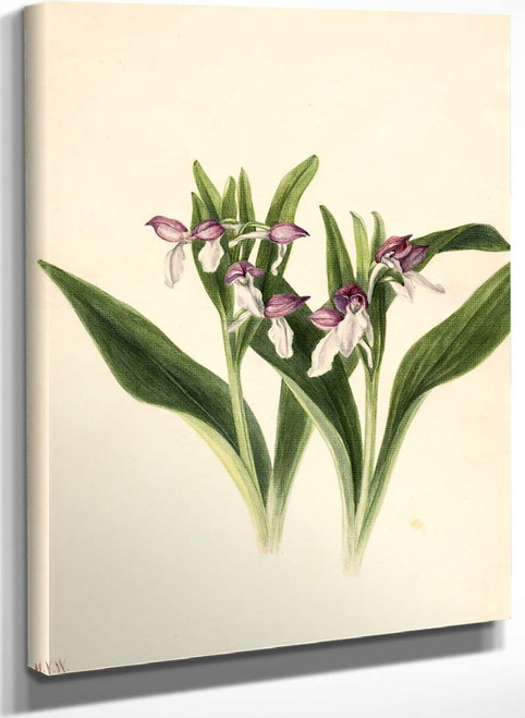 Showy Orchis (Orchis Spectabilis) By Mary Vaux Walcott