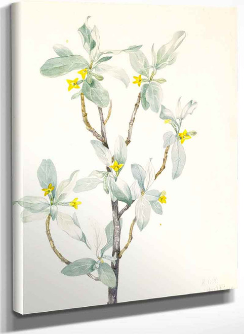 Silverberry (Elaeagnus Commutata) By Mary Vaux Walcott