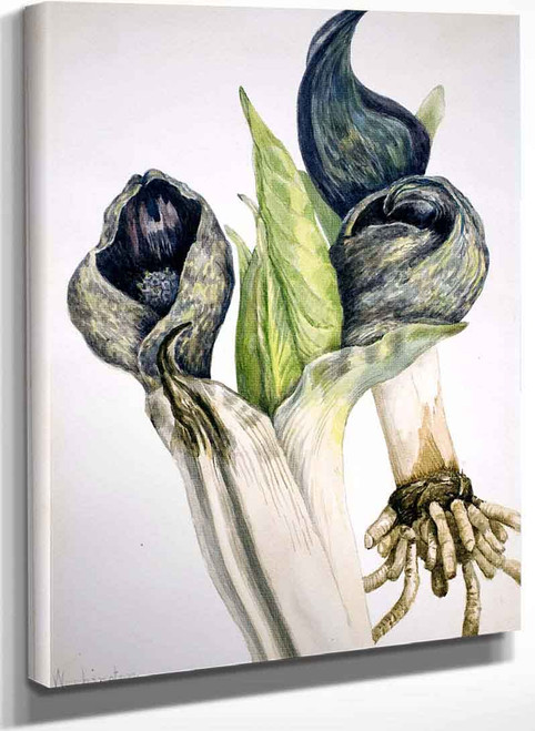 Skunk Cabbage (Spathyema Foetida) By Mary Vaux Walcott