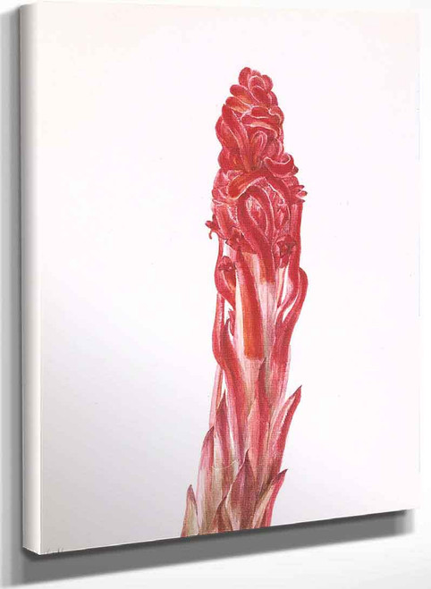Snow Plant (Sarcodes Sanguinea) By Mary Vaux Walcott