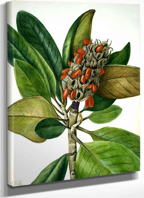 Southern Magnolia (Magnolia Grandiflora) 1 By Mary Vaux Walcott