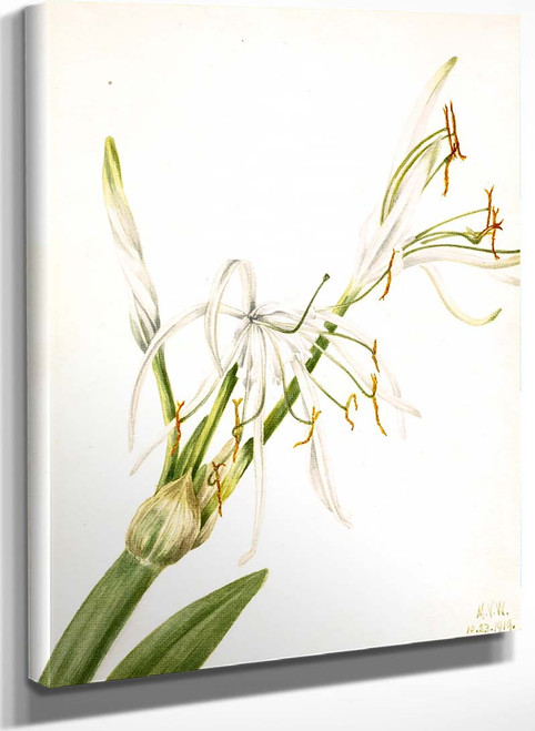 Spider Lily (Hymenocallis Rotata) By Mary Vaux Walcott