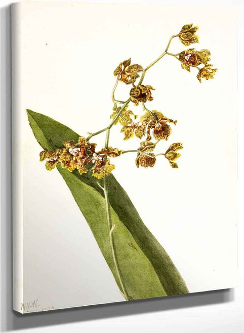 Spotted Cyrtopodium (Cyrtopodium Punctatum) By Mary Vaux Walcott