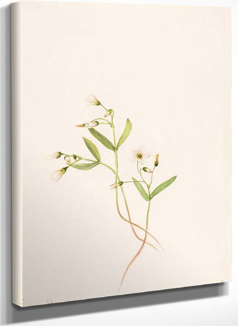 Spring Beauty (Claytonia Lanceolata) By Mary Vaux Walcott
