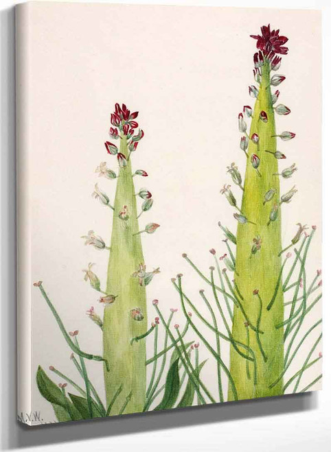 Squaw Cabbage (Caulanthus Inflatus) By Mary Vaux Walcott