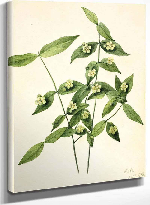 Strawberry Bush (Euonymus Americanus) By Mary Vaux Walcott