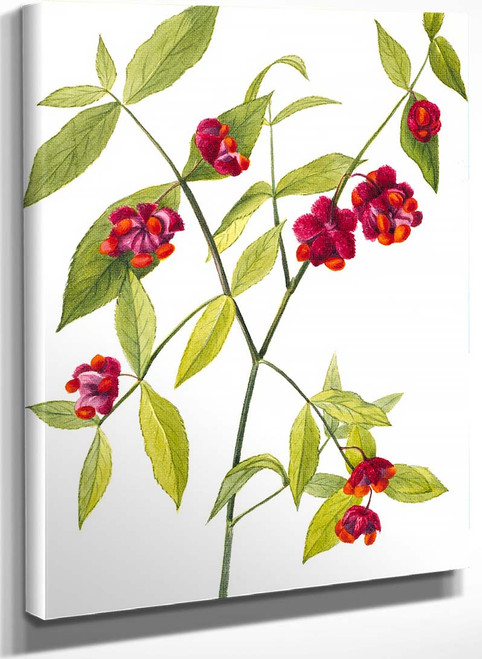 Strawberry Bush Hearts Bustin With Love (Euonymus Americanus) By Mary Vaux Walcott