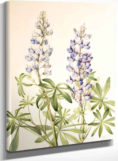 Sun Dial Lupine (Lupinus Perennis) By Mary Vaux Walcott