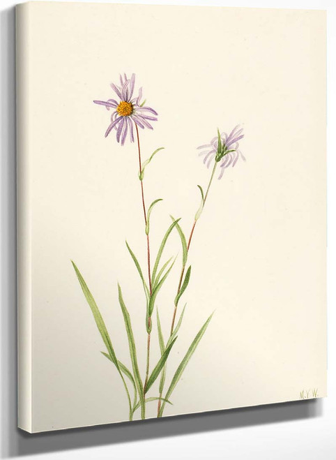 Swamp Aster (Aster Paludosus) By Mary Vaux Walcott