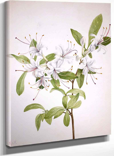 Sweet Azalea (Azalea Arborescens) By Mary Vaux Walcott