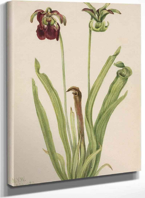 Sweet Pitcherplant (Sarracenia Rubra) By Mary Vaux Walcott