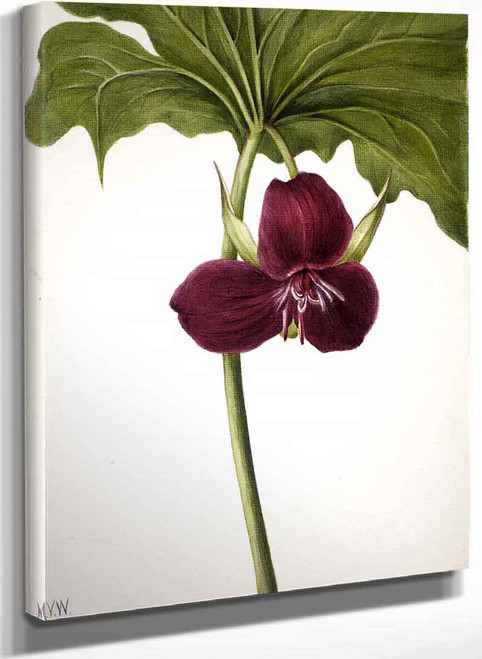 Sweet Trillium (Trillium Vasyi) By Mary Vaux Walcott