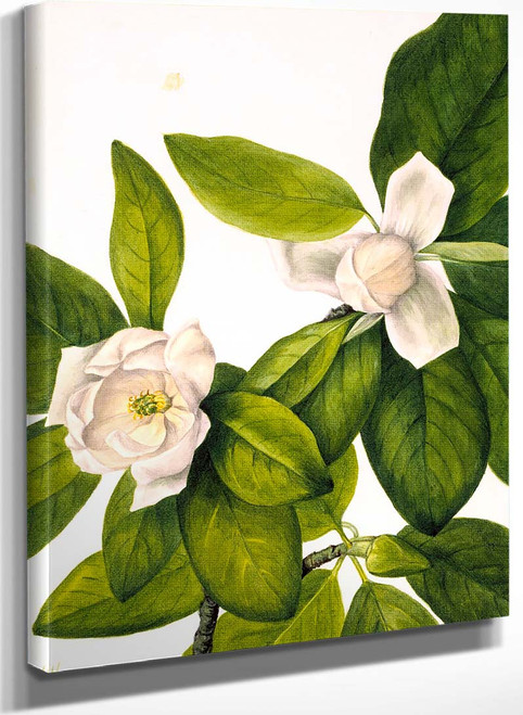 Sweetbay (Magnolia Virginiana) By Mary Vaux Walcott