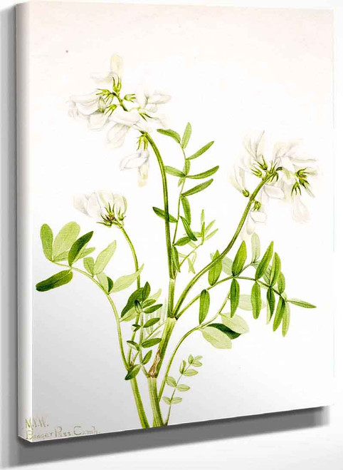 Sweetvetch (Hedysarum Mackenzii) By Mary Vaux Walcott