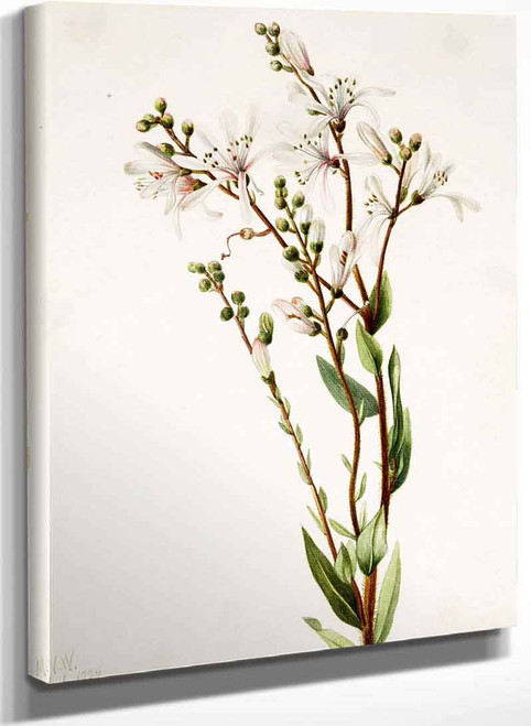 Tarflower (Befaria Racemosa) By Mary Vaux Walcott