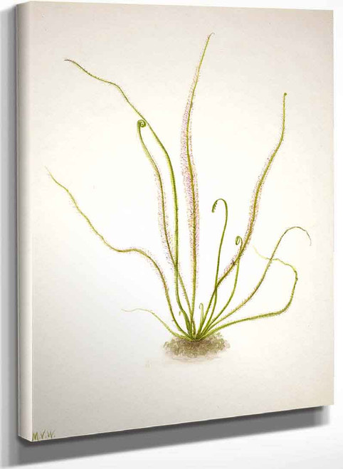 Thread Leaf Sundew (Drosera Rotundifolia) By Mary Vaux Walcott
