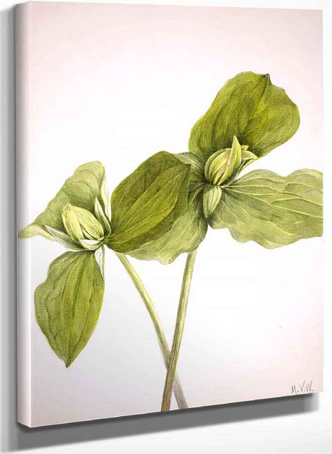 Toad Trillium (Trillium Sessile) By Mary Vaux Walcott