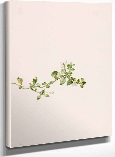 Trailing Houstonia (Houstonia Procumbens) By Mary Vaux Walcott