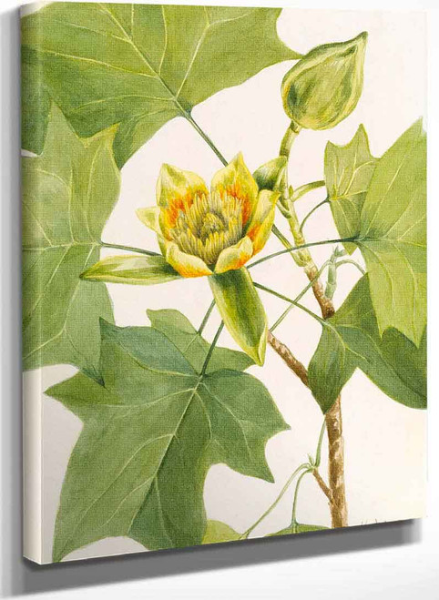 Tuliptree (Liriodendron Tulipifera) By Mary Vaux Walcott