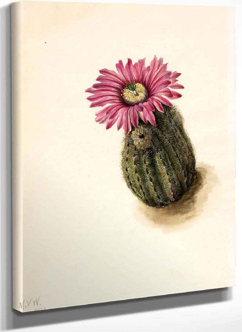 Turkeyhead Cactus (Echinocerus Perbellus) By Mary Vaux Walcott