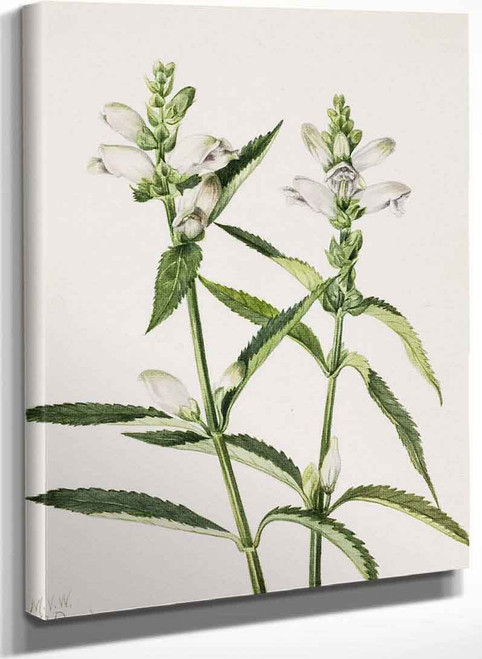 Turtlehead (Chelone Glabra) By Mary Vaux Walcott