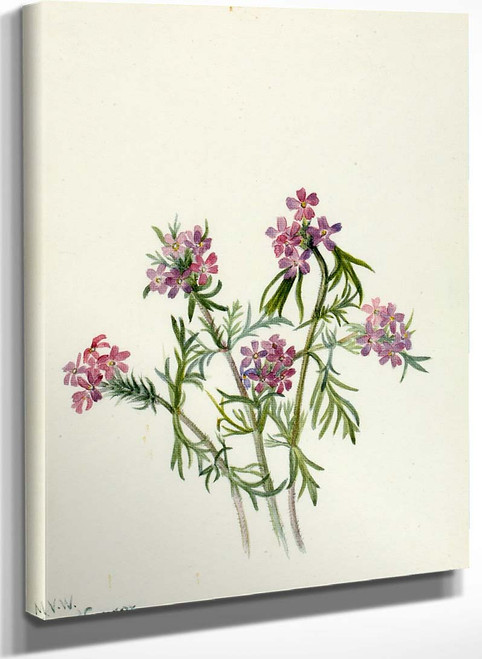 Vervain (Verbena Wrightii) By Mary Vaux Walcott