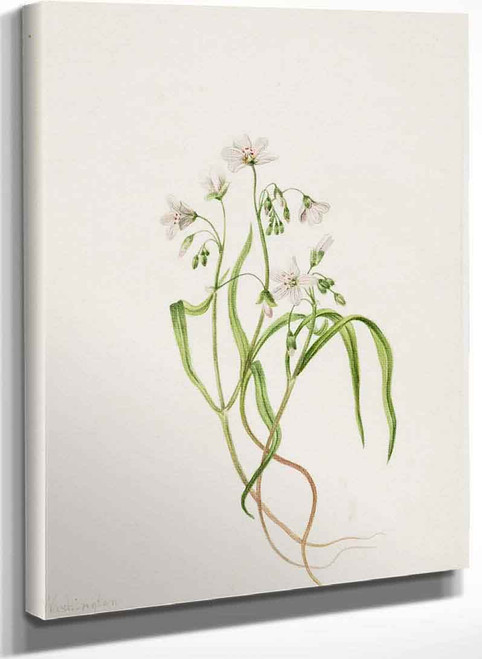 Virginia Springbeauty (Claytonia Virginica) By Mary Vaux Walcott