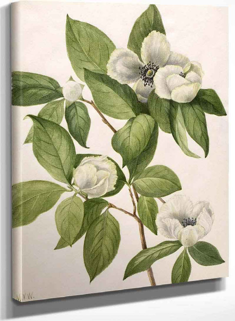 Virginia Stewartia (Stewartia Malachodendron) By Mary Vaux Walcott