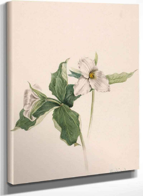 Wake Robin (Trillium Grandiflorum) By Mary Vaux Walcott