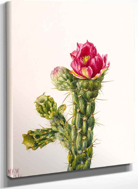 Walkingstick Cholla (Opuntia Imbricata) By Mary Vaux Walcott