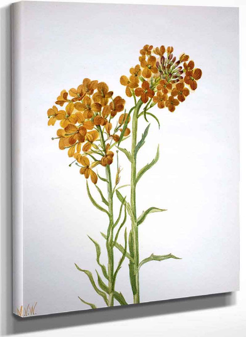 Wallflower (Erysimum Wheeleri) By Mary Vaux Walcott