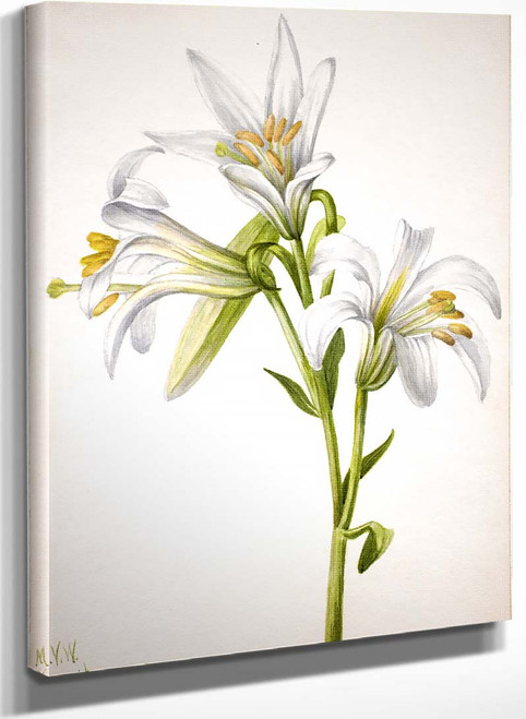 Washington Lily (Lilium Washingtonianum) By Mary Vaux Walcott