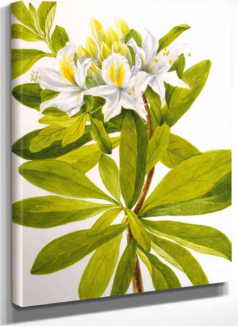 Western Azalea (Rhododendron Occidentale) By Mary Vaux Walcott